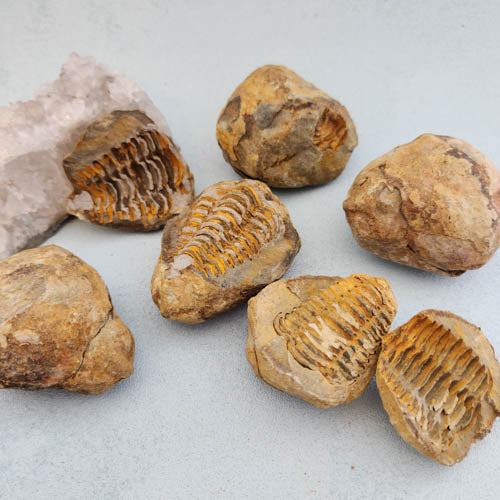 Trilobite Fossil Positive Negative Pair (assorted. approx. 5-7x4.5-6cm)